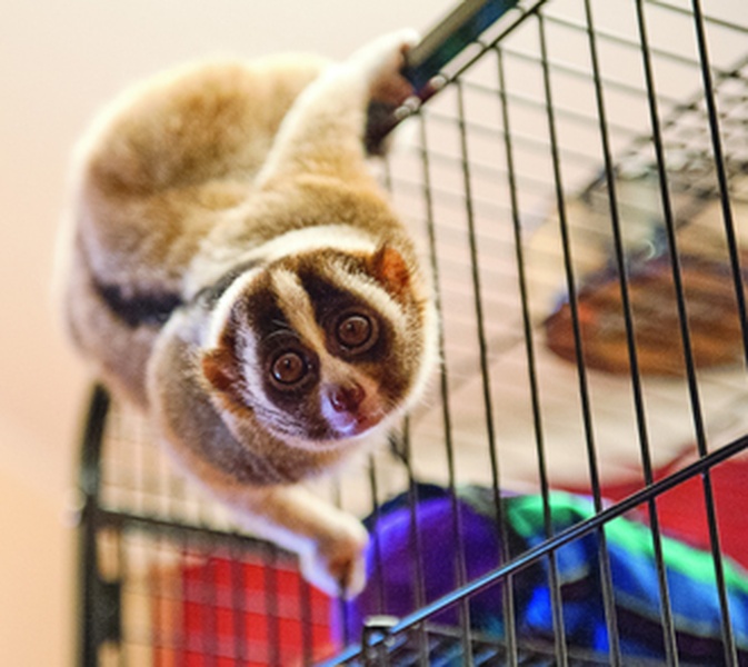 Илья Редькин (СПК): L’amour к лемуру