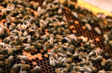 Где медом намазано