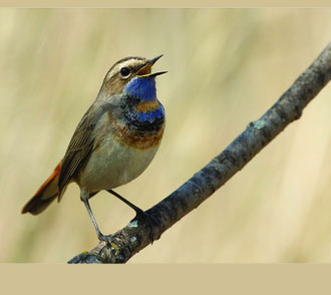 Фотовыставка «Природа смотрит на тебя» откроется в Кирове