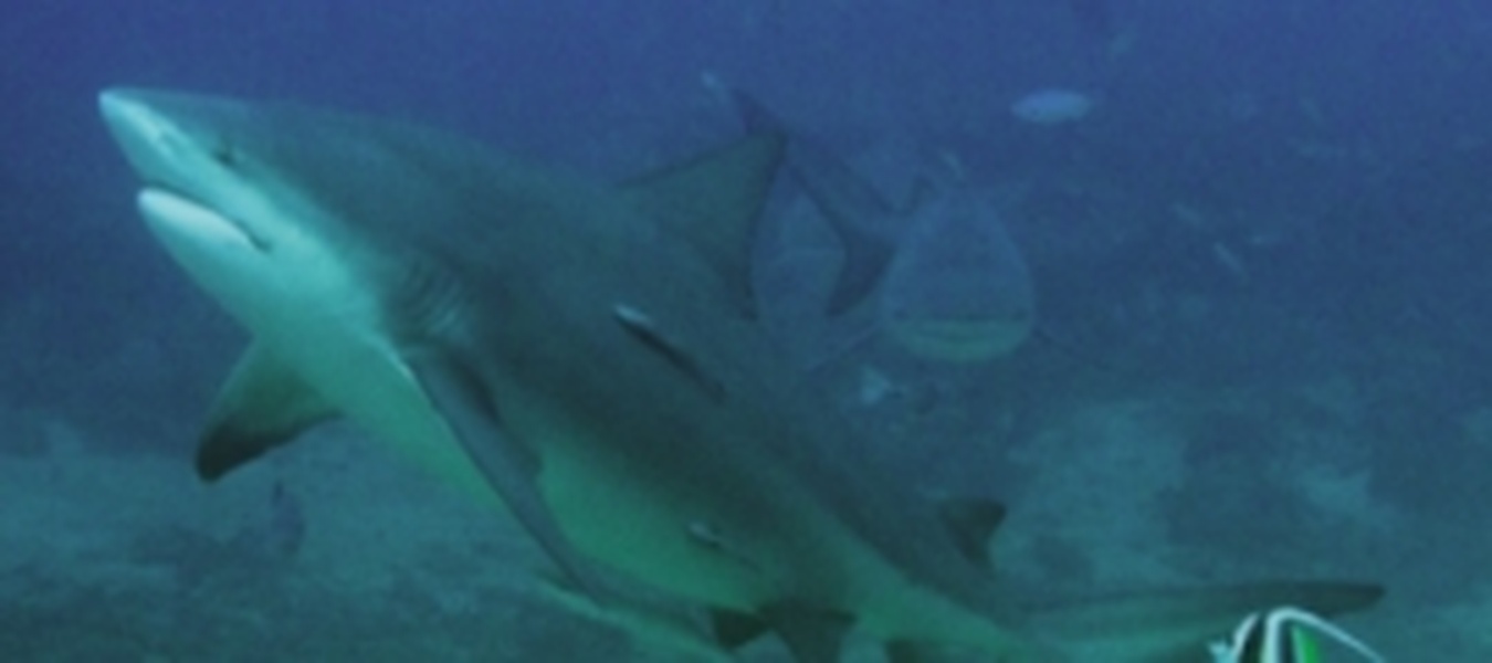 Место встречи с акулами