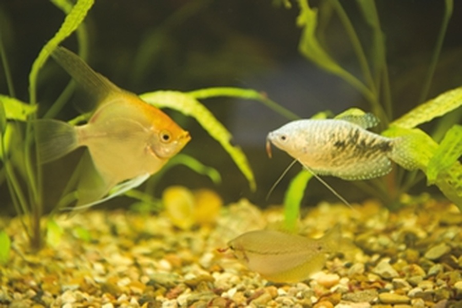 К стеклянным берегам